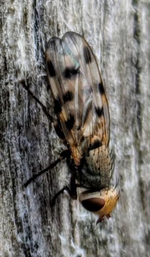 Melieria picta