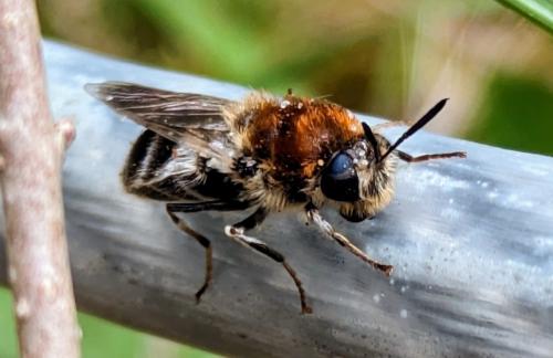 Réf. 341 876 : Stratiomys longicornis