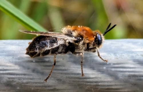 Stratiomys longicornis