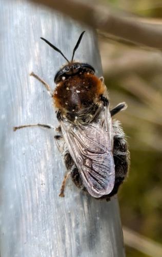 Stratiomys longicornis