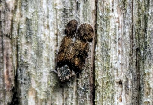 Tachycixius pilosus