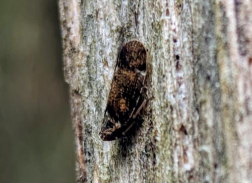 Tachycixius pilosus
