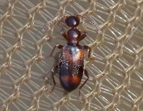 Réf. 341 819 : Cyclodinus constrictus