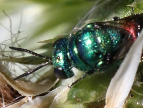 Pseudomalus sp.