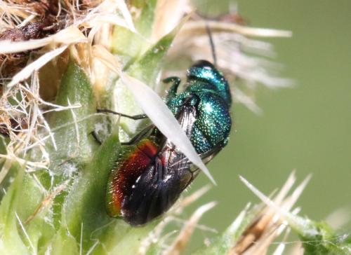 Pseudomalus sp.