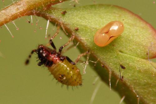 Rhopalus subrufus
