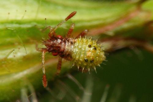 Rhopalus subrufus
