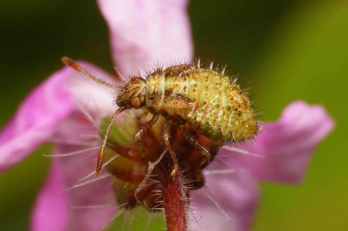 Rhopalus subrufus