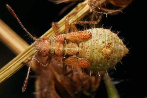Rhopalus subrufus
