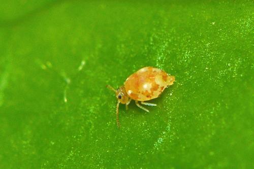 Deuterosminthurus pallipes