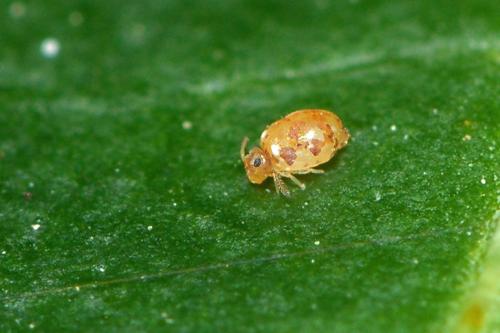 Deuterosminthurus pallipes