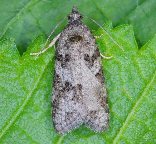 Réf. 341 763 : Cnephasia sp.