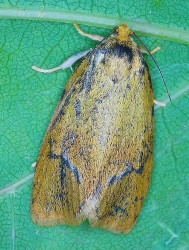 Réf. 341 904 : Ptycholoma lecheana