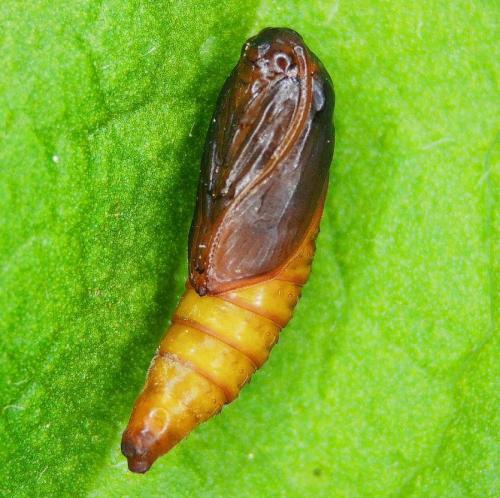 Réf. 341 173 : Cnephasia sp.