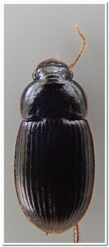 Harpalus pumilus