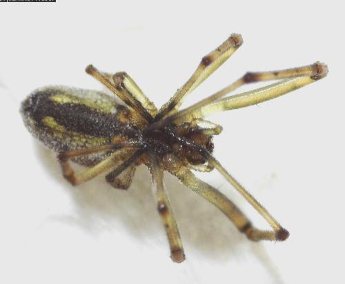 Réf. 341 389 : Tetragnatha sp.