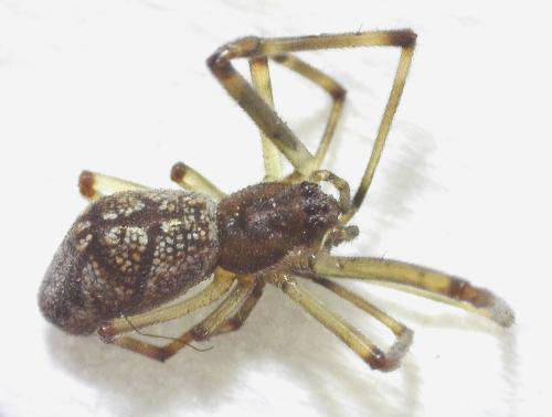 Réf. 341 388 : Tetragnatha sp.