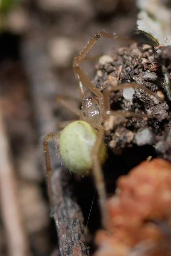 Réf. 341 252 : Enoplognatha (latimana-ovata)