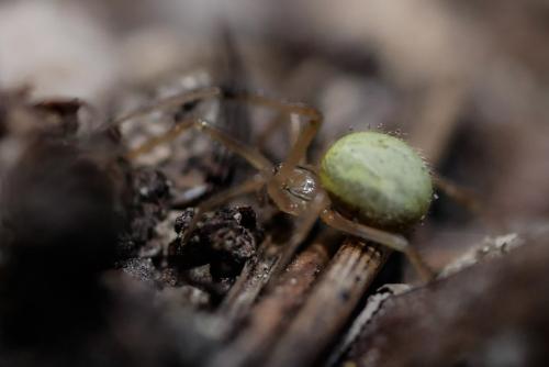 Enoplognatha (latimana-ovata)