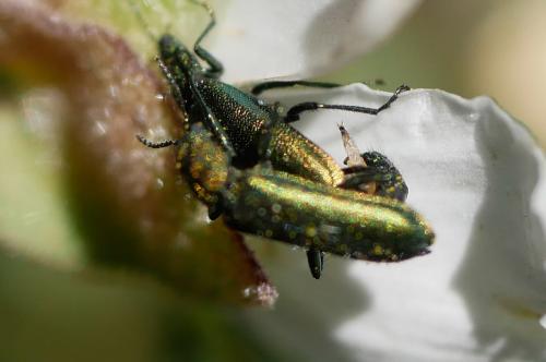 Réf. 341 485 : Psilothrix viridicoerulea