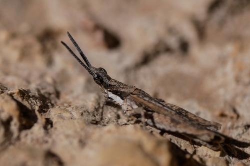 Pyrgomorpha conica conica