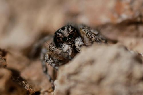 Aelurillus v-insignitus