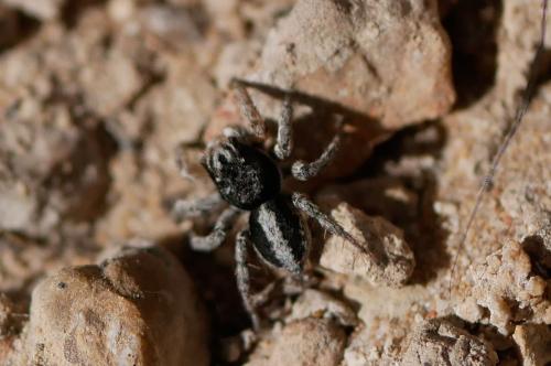 Aelurillus v-insignitus