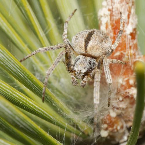 Agalenatea redii