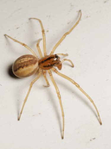 Réf. 341 274 : Pachygnatha clercki