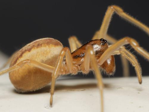 Réf. 341 275 : Pachygnatha clercki