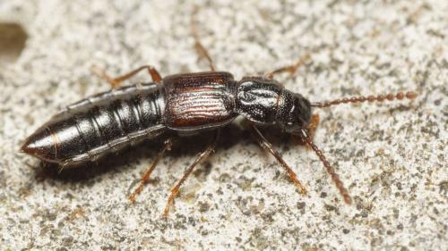 Coprophilus striatulus