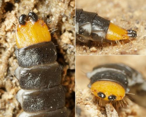 Réf. 341 422 : Lygistopterus sanguineus
