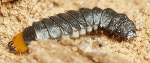 Réf. 341 421 : Lygistopterus sanguineus