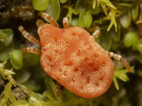 Calyptostoma velutinus