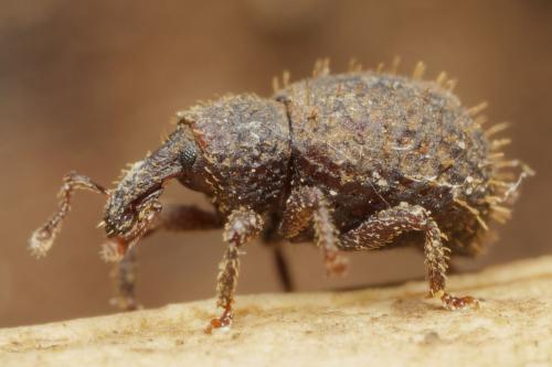 Réf. 341 213 : Adexius scrobipennis