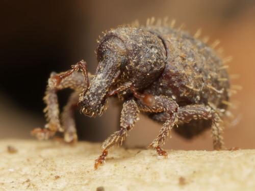 Réf. 341 215 : Adexius scrobipennis