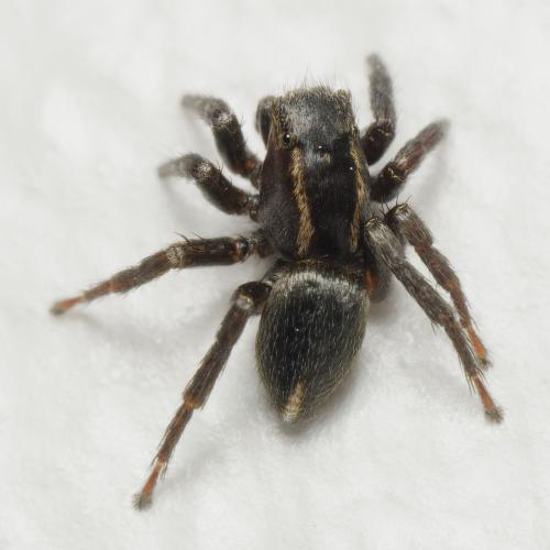 Réf. 341 796 : Phlegra fasciata