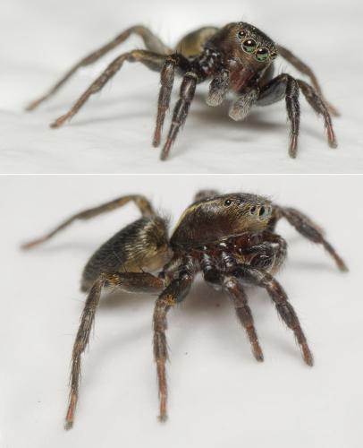 Réf. 341 795 : Phlegra fasciata