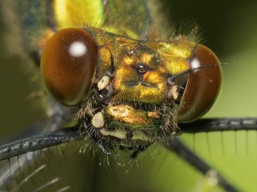 Calopteryx virgo