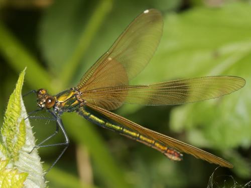 Réf. 341 628 : Calopteryx virgo