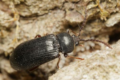 Réf. 341 790 : Cerophytum elateroides