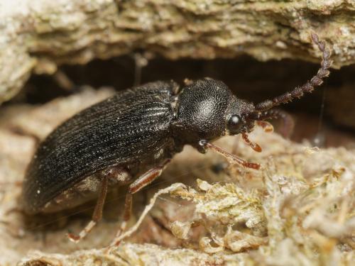 Réf. 341 791 : Cerophytum elateroides