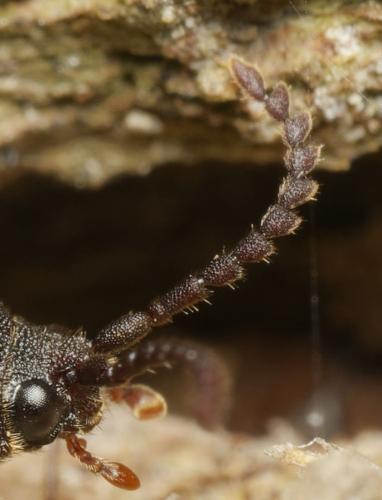 Réf. 341 774 : Cerophytum elateroides