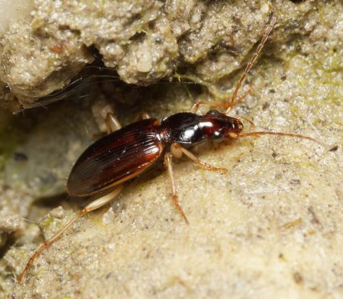 Réf. 341 877 : Paranchus albipes