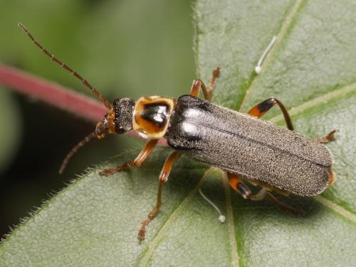 Cantharis nigricans