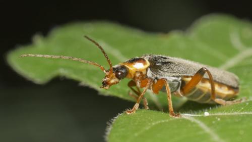 Cantharis nigricans