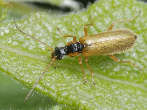 Rhagonycha testacea