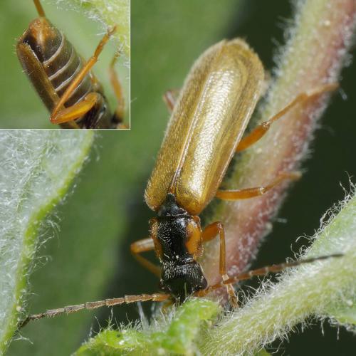 Rhagonycha testacea