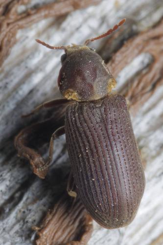 Réf. 341 181 : Hadrobregmus pertinax