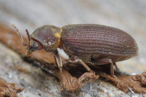 Réf. 341 180 : Hadrobregmus pertinax